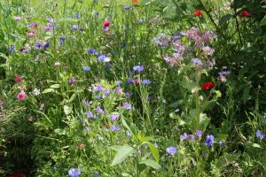 20240713_Offnener-Garten-Kesten