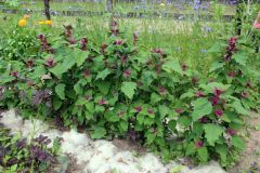 1_20240713_Offener-Garten-Kesten_016