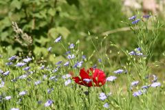 20240713_Offener-Garten-Kesten_007