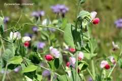 20240713_Offener-Garten-Kesten_010