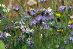 20240713_Offener-Garten-Kesten_012