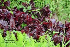 20240713_Offener-Garten-Kesten_015