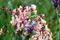 20240713_Offener-Garten-Kesten_017
