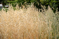 20220716_Offener-Garten-2022-10