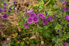 20220716_Offener-Garten-2022-11