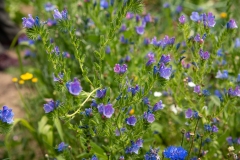20220716_Offener-Garten-2022-13