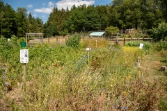 20220716_Offener-Garten-2022-20