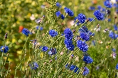 20220716_Offener-Garten-2022-21