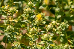 20220716_Offener-Garten-2022-22