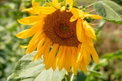 20220716_Offener-Garten-2022-24
