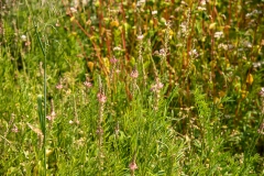 20220716_Offener-Garten-2022-25