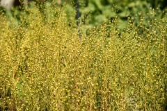20220716_Offener-Garten-2022-27