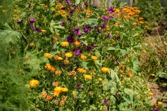 20220716_Offener-Garten-2022-30