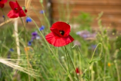 20220716_Offener-Garten-2022-5