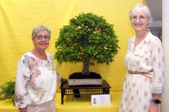 20220710_Bonsai-Ausstellung-02