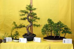 20220710_Bonsai-Ausstellung-04