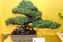 20220710_Bonsai-Ausstellung-05