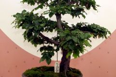 20220710_Bonsai-Ausstellung-06
