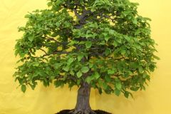20220710_Bonsai-Ausstellung-07