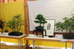 20220710_Bonsai-Ausstellung-09
