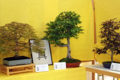 20220710_Bonsai-Ausstellung-10