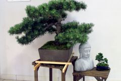 20220710_Bonsai-Ausstellung-11