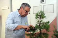20220710_Bonsai-Ausstellung-20