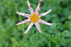 20250823_GrugaPark-Essen-111