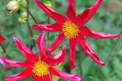 20250823_GrugaPark-Essen-112