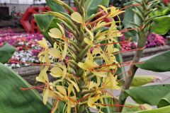 20250823_GrugaPark-Essen-13