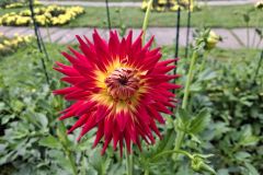 20250823_GrugaPark-Essen-3