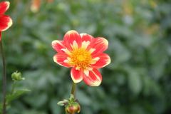 20250823_GrugaPark-Essen-33