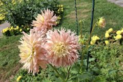 20250823_GrugaPark-Essen-4