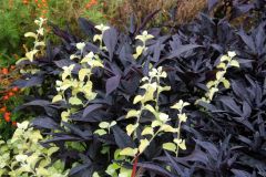 20250823_GrugaPark-Essen-48