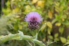 20250823_GrugaPark-Essen-52