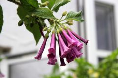 20250823_GrugaPark-Essen-54