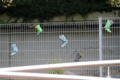 20250823_GrugaPark-Essen-60