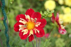 20250823_GrugaPark-Essen-62