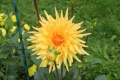 20250823_GrugaPark-Essen-63