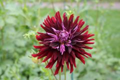 20250823_GrugaPark-Essen-64