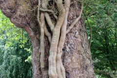 20250823_GrugaPark-Essen-68