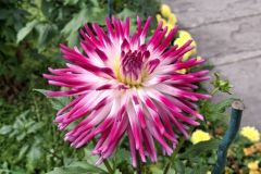 20250823_GrugaPark-Essen-7