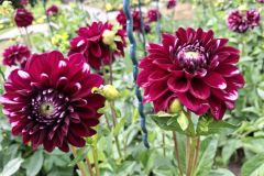 20250823_GrugaPark-Essen-8