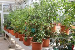 20250823_GrugaPark-Essen-87