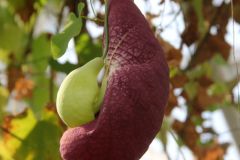 20250823_GrugaPark-Essen-88