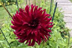 20250823_GrugaPark-Essen-9