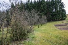 20250315_OG_Obstbaumschnitt_Deudesfeld-14
