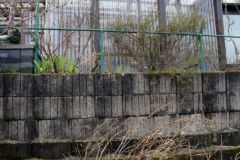 20240316_Obstbaumschnitt_009