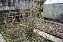 20240316_Obstbaumschnitt_019