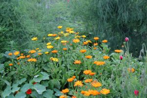Offener Garten